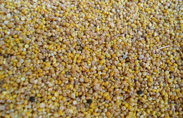 Mi az a quinoa? És mit kell vele csinálni? - Quinoa főzése