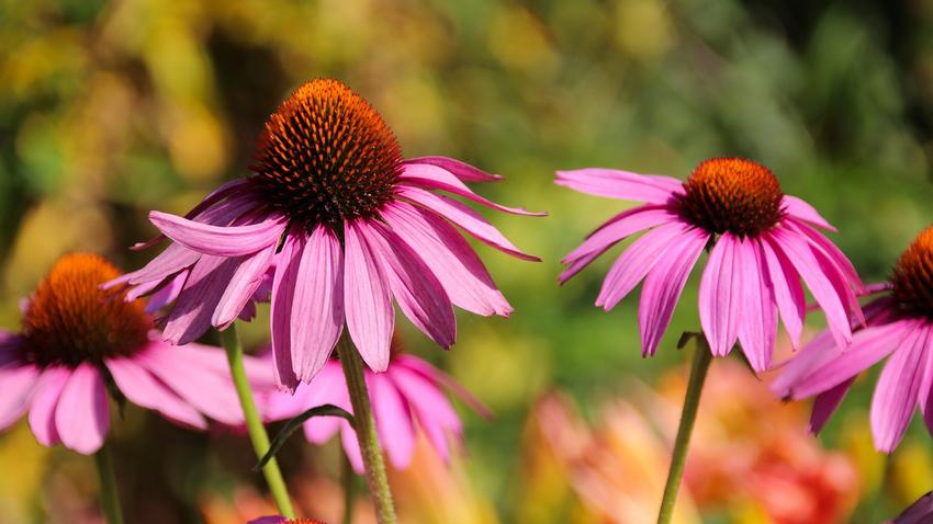 Echinacea: miért ajánlják vírus idején az orvosok a bíbor kasvirágot?