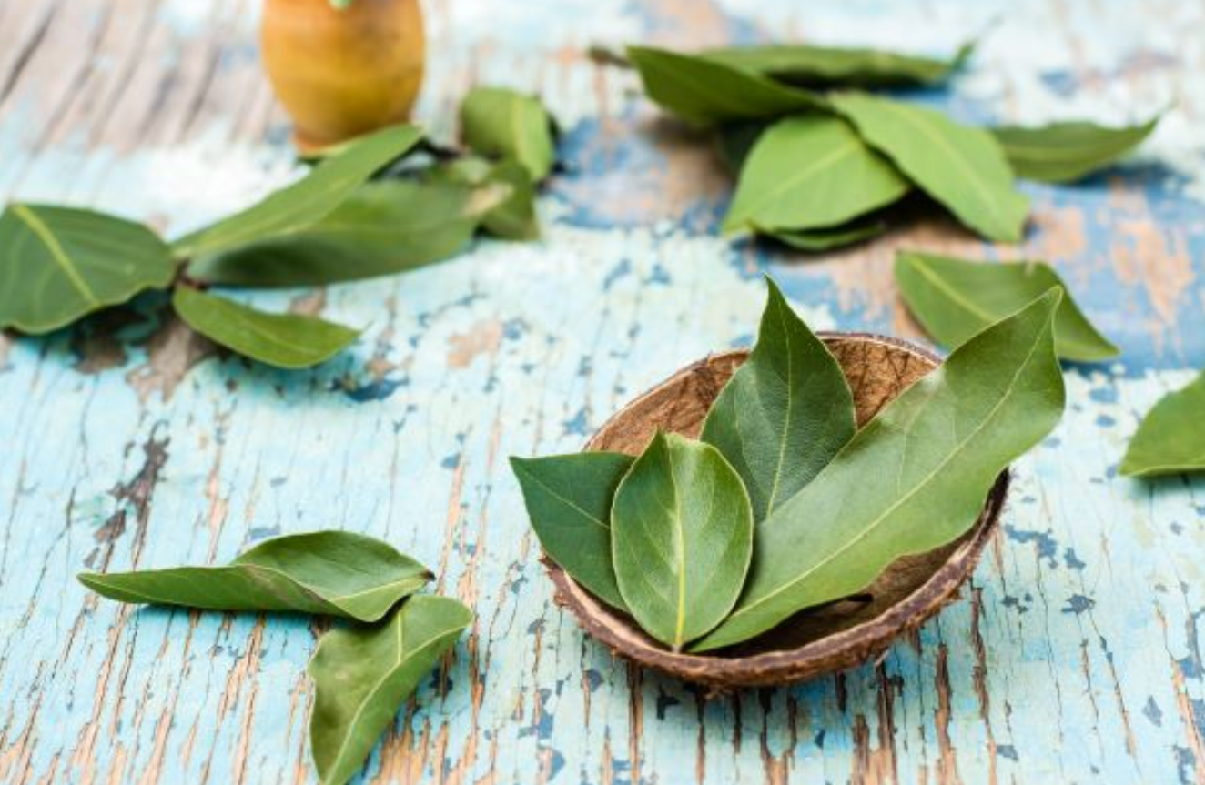 A babérlevél antioxidánsként segíti a vesék egészségét